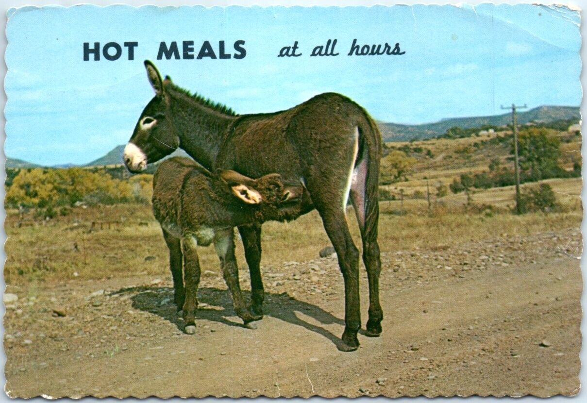 Postcard - Hot Meals at all hours