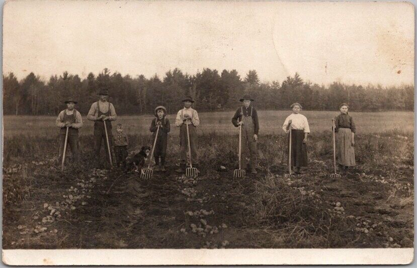 Vintage 1910s Real Photo RPPC Postcard FARMING SCENE Potato Field / Workers