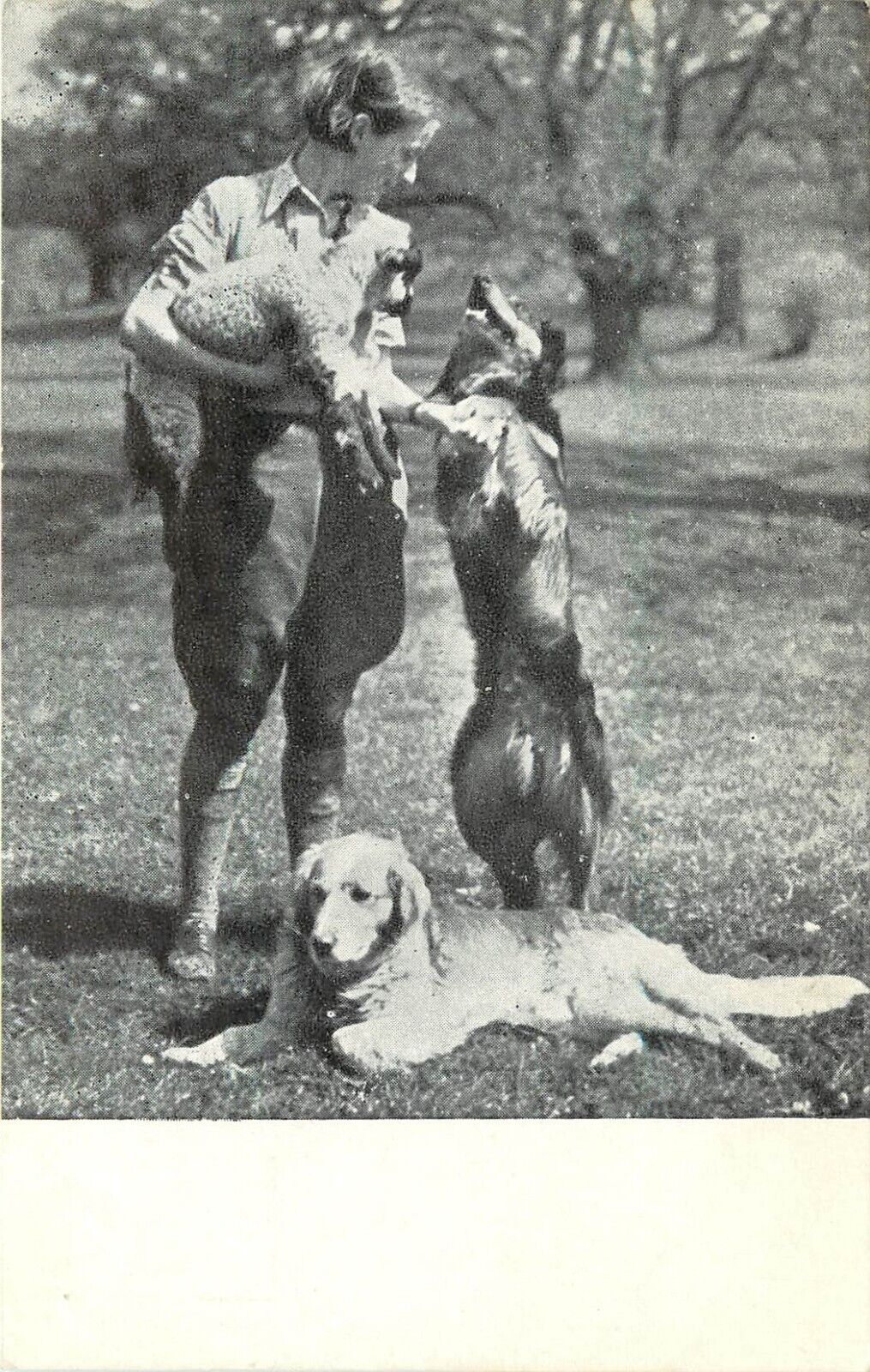 UK National Canine Defence League Postcard; Woman w/ Lamb & Dogs, Unposted