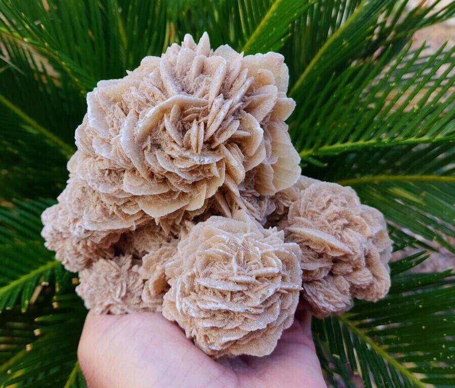 2.5 LB Spectacular Large 6 Inch Clustered Selenite Crystal Rosettes - Mexico