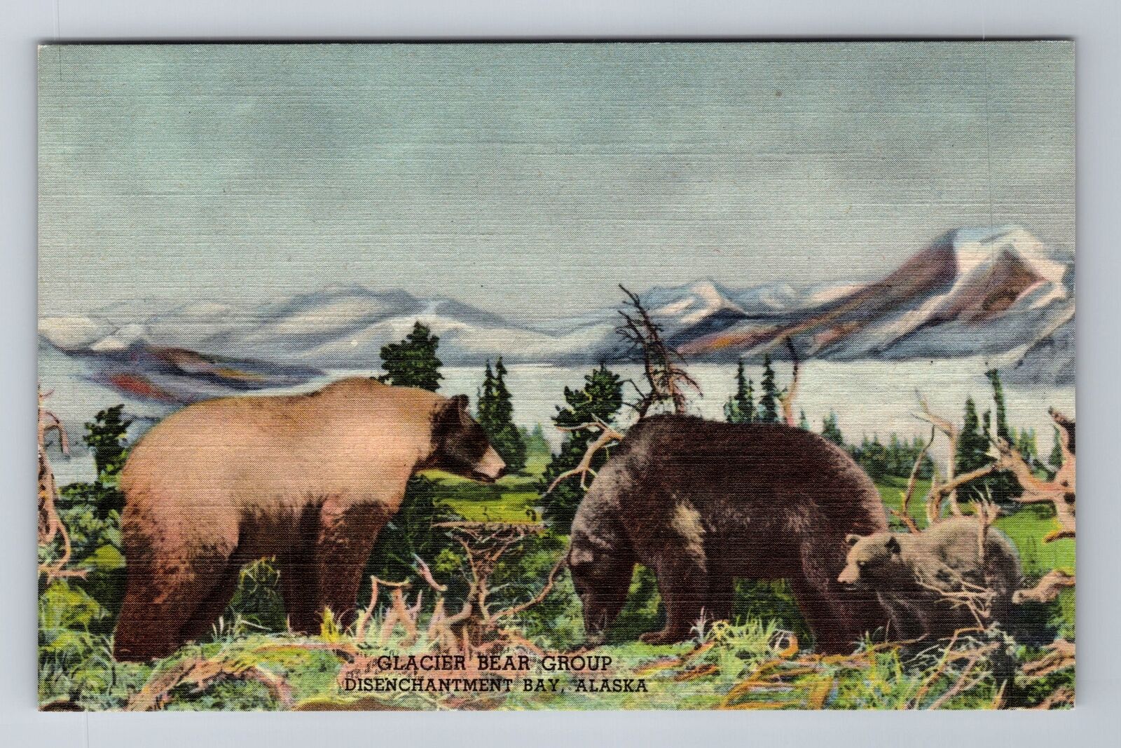 Denver CO-Colorado, Natural History Museum, Glacier Bear Group, Vintage Postcard