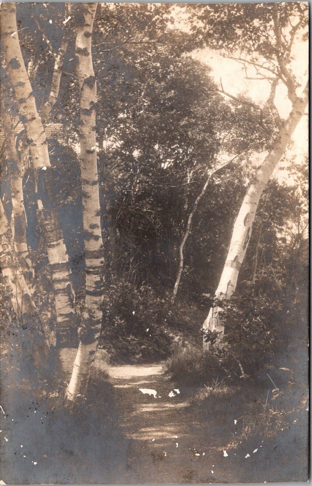 RPPC Hiking Trail Sargentville Maine ME Postcard 1917 T29