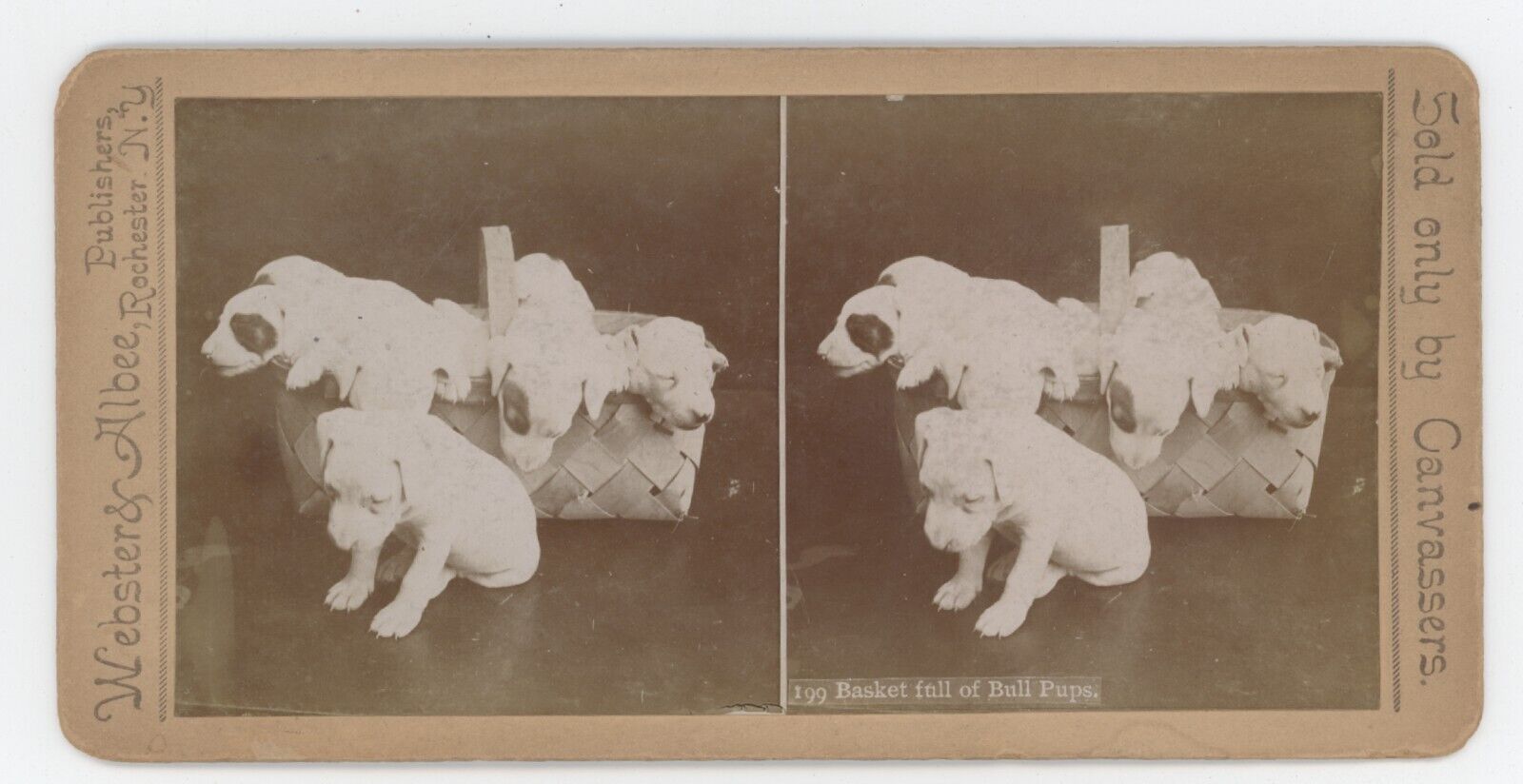 c1900's Real Photo Stereoview Basket Full of Bull Pups.  Bull Terrier Puppies