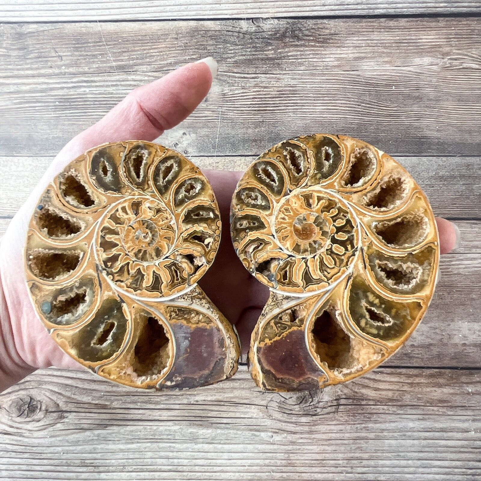 Ammonite Fossil Pair with Calcite Chambers 246g, Polished
