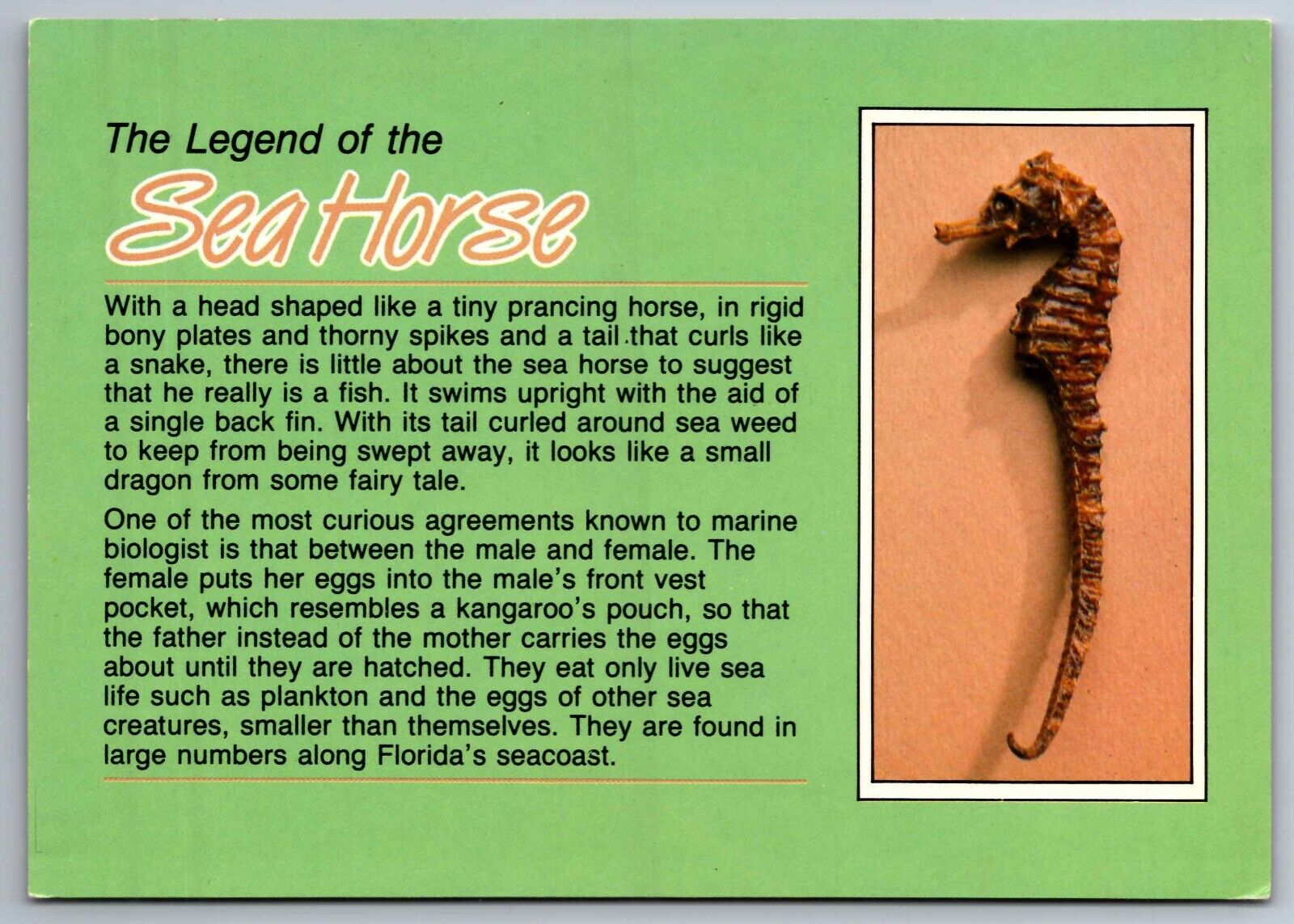 Postcard The Legend of the Seahorse Greetings from Florida        A 10