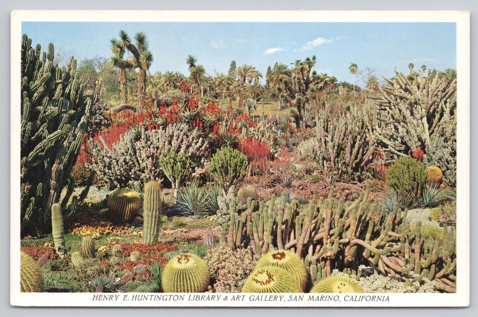 San Marino CA, Henry E Huntington Library Art Gallery Cactus Garden VTG Postcard