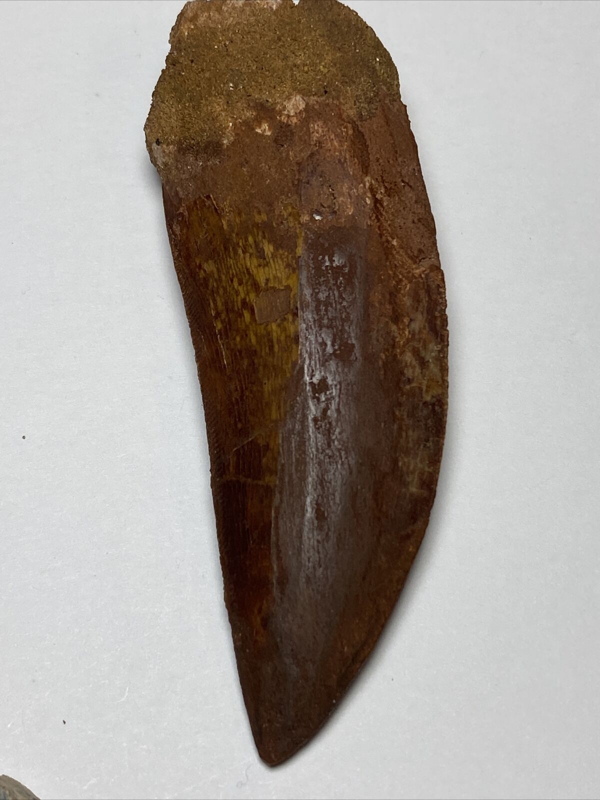 Huge Carcharodontosaurus Tooth  Theropod Tooth
