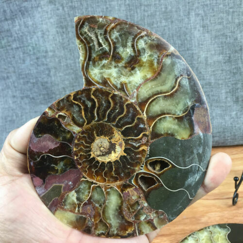 top Natural ammonite fossil conch Crystal specimen healing+stand 1PC 200g+
