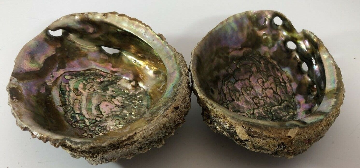 Abalone Shells Set Of Two Mexico Green Blue Pink Smudging Nautical Decoration