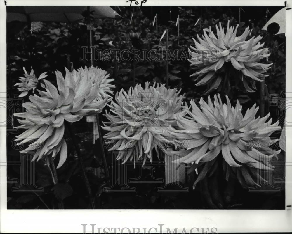 1989 Press Photo Nicholas Kozapa Dalias Flower