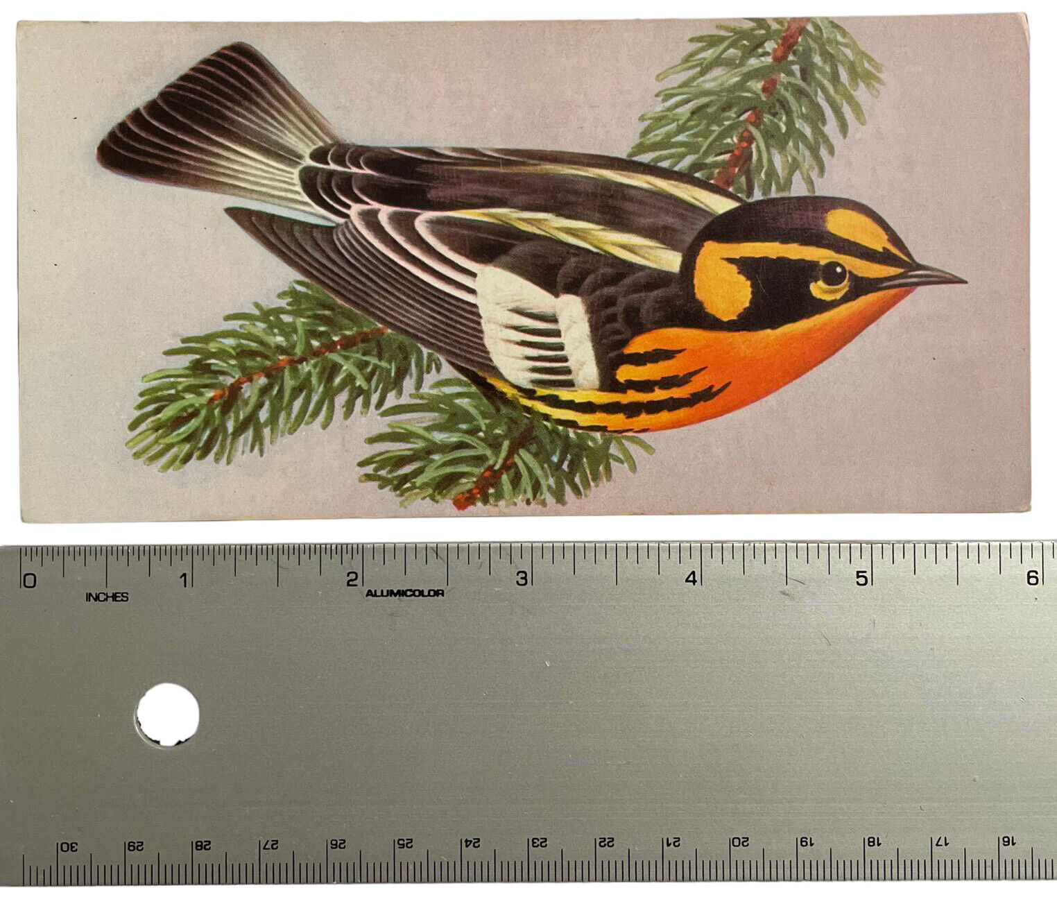 Vintage Bird Wall Art Blackburnian Warbler 1962 Gelles Widmer Information Card