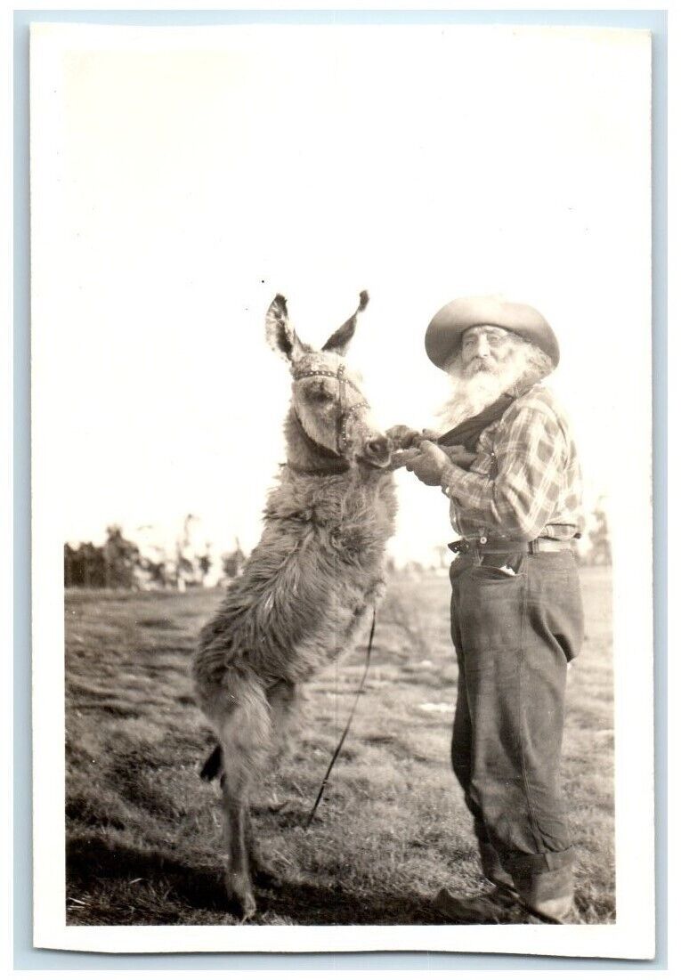 c1940's Peter Voss & Donkey Dancing Prospector Miner RPPC Photo Postcard