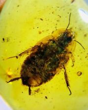 Burmese insects fossil burmite Cretaceous Cockroach insect amber fossil Myanmar picture