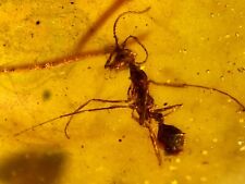 Genuine Fossil amber Insect burmite Burmese  Hell Ant Myanmar picture