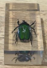 100% original exotic beetles real insects in resin picture