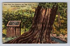 Natural Bridge VA-Virginia, Arbor Vitae Tree, Antique, Vintage Souvenir Postcard picture