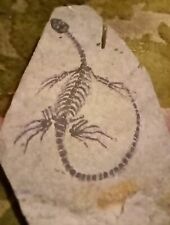 Juvenile Nothosaurus (Real Fossil) Fossil Collection.WorldWideFossil. Strasburg  picture