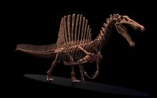 3d printed The skull of Spinosaurus spinosaurid skeleton model dinosaur 1:20 picture