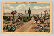 AZ-Arizona, Various Species Of Cactus On The Desert, Antique, Vintage Postcard picture