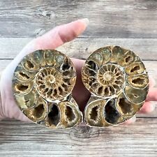 Ammonite Fossil Pair with Calcite Chambers 166g, Polished picture