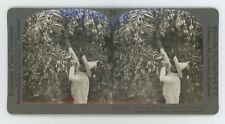 c1900's Real Photo Stereoview Gathering Luscious Fruit of Mango Tree Mexico picture