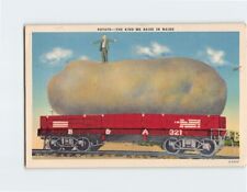 Postcard Giant Potato The Kind we Raise in Maine Humor Card picture