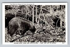 Homestead PA- Pennsylvania, Mother Bear Takes Her Own Picture, Vintage Postcard picture