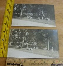 Fox hunt on horse w/ hound dogs pack beagle 1920s lot of 2 photos picture