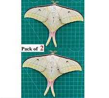 2 Real Luna Moth Taxidermy Insect Bug Butterfly Daughter's Birthday Art Decor picture