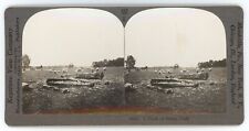 c1900's Real Photo Stereoview  A Flock of Sheep Grazing in A Field, Chile picture