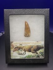 Carcharodontosaurus fossil tooth (REAL) Kem Kem Beds Morocco picture