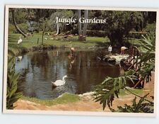 Postcard Jungle Gardens, Sarasota, Florida picture