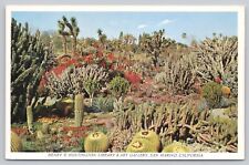 San Marino CA, Henry E Huntington Library Art Gallery Cactus Garden VTG Postcard picture