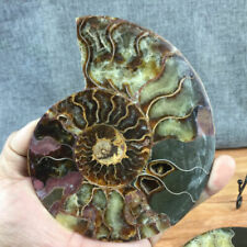 top Natural ammonite fossil conch Crystal specimen healing+stand 1PC 200g+ picture
