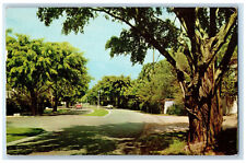 1958 View Looking North on County Road Palm Beach Florida FL Postcard picture