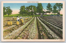 Maine Potato Farm Workers In Field Linen Postcard picture