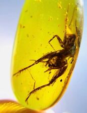 Burmese insects fossil burmite Cretaceous cricket insect amber fossils Myanmar picture
