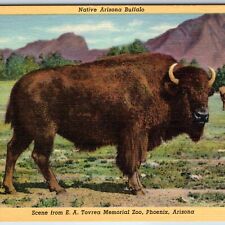 1942 Phoenix, AZ E.A. Tovrea Memorial Zoo Arizona Buffalo Bison Animal PC A249 picture