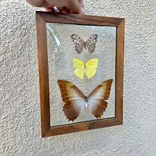 Vintage 3 Butterflies Taxidermy Specimen Convex Bubble Glass Wood Frame Brazil picture
