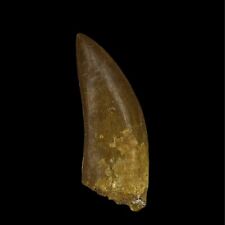 GENUINE HUGE Carcharodontosaurus Tooth 10 (3 in) MOROCCO EXCELLENT QUALITY picture