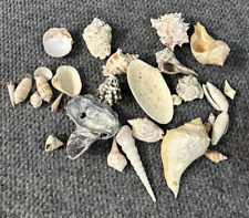 Vtg Estate Sea Shell Lot Various Size Shapes Colors Spike Beach Arts Crafts #1 picture